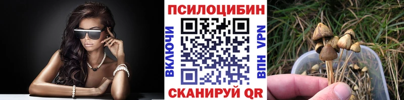 где найти   Невельск  Галлюциногенные грибы Cubensis 